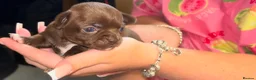 Chihuahua dogs for sale: 3 chihuahua puppy’s for sale - Advert 13