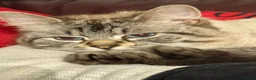 Siberian cats for sale: Lovely 3 Year Old Purebred Siberian Cat For Sale - Advert 3