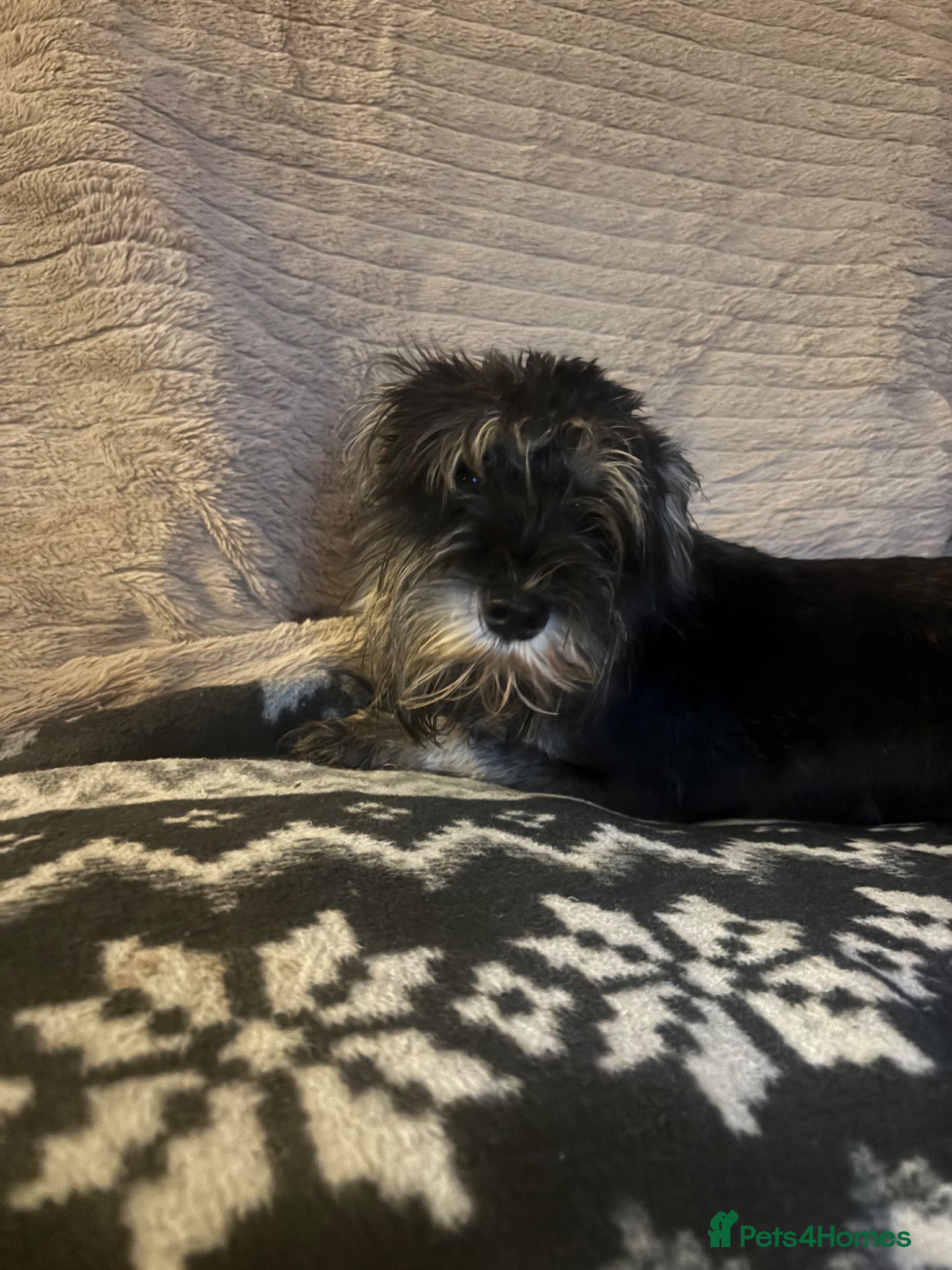 Miniature Schnauzer dogs Miniature Schnauzer 10 month old black & silver  - Advert 1