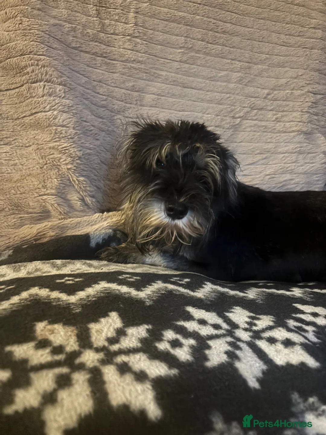 Miniature Schnauzer dogs for sale: Miniature Schnauzer 10 month old black & silver  in Otley - Advert 1