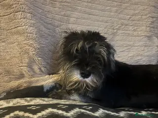 Miniature Schnauzer dogs Miniature Schnauzer 10 month old black & silver - Advert 11