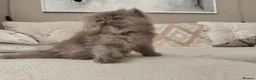 Persian cats for sale: Pure Persian Exotic Kittens/ last one girl  - Advert 3
