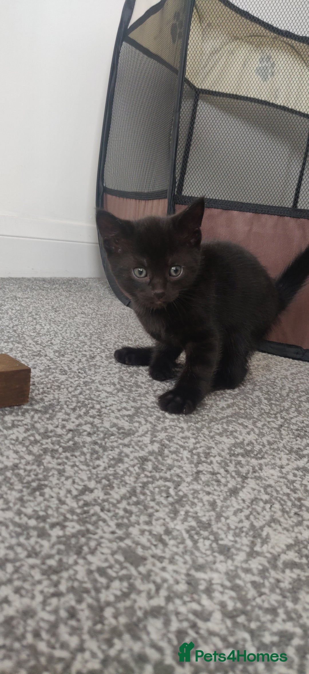 Bombay cats for sale: 4 adorable kittens for sale mixed breed litter ⁠♡ - Image 19