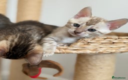 Bengal cats for sale: Pure Bengal Kittens, Ready NOW  - Image 9