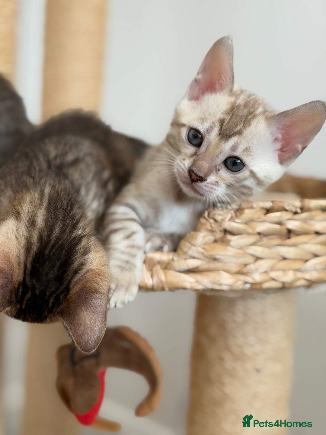 Bengal cats for sale: Pure Bengal Kittens, Ready NOW  - Image 9