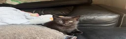 Mixed Breed cats for sale: Lilac seal point bsh x kittens  - Advert 3