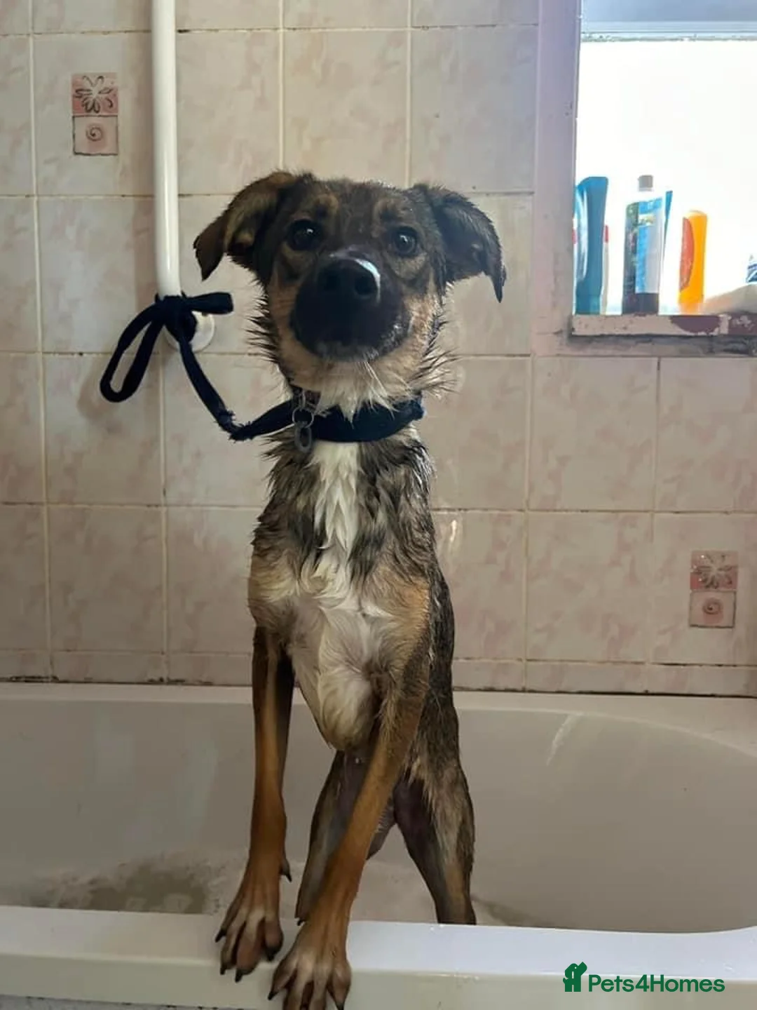 Mixed Breed dogs for adoption: Harper. Norwich Norfolk  in Norwich - Advert 7