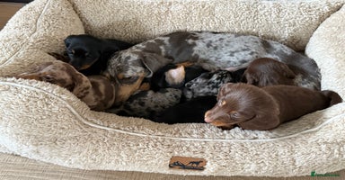 Miniature Dachshund dogs Long-Hair Black & Tan Miniature Dachshund Puppies - Advert 16