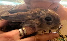 Netherland Dwarf rabbits for sale: Netherland Dwarf / Minilop  - Image 1