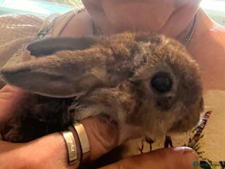 Netherland Dwarf rabbits - Advert 6