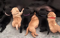 Labrador Retriever dogs for sale: Beautiful pedigree puppies ready 30th Sept - Image 10