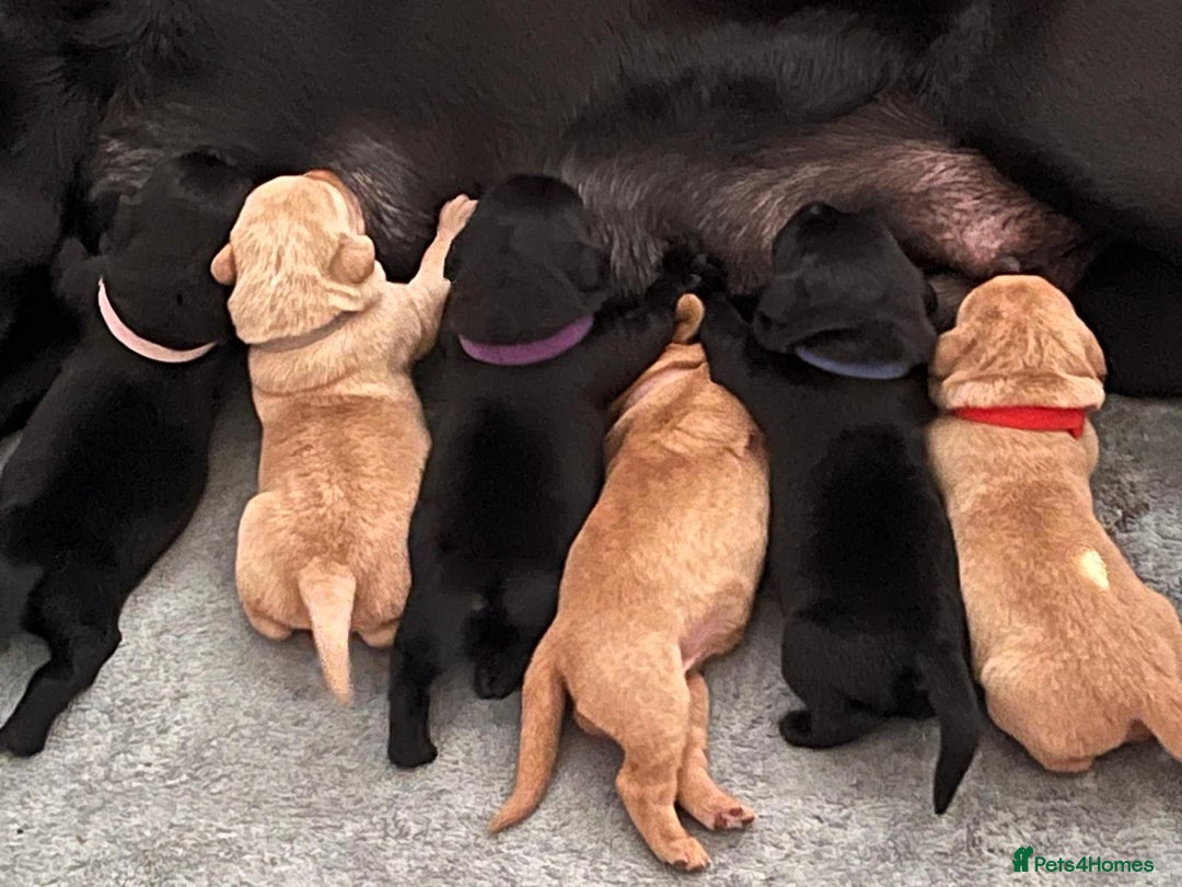 Labrador Retriever dogs for sale: Beautiful pedigree puppies ready 30th Sept - Image 10