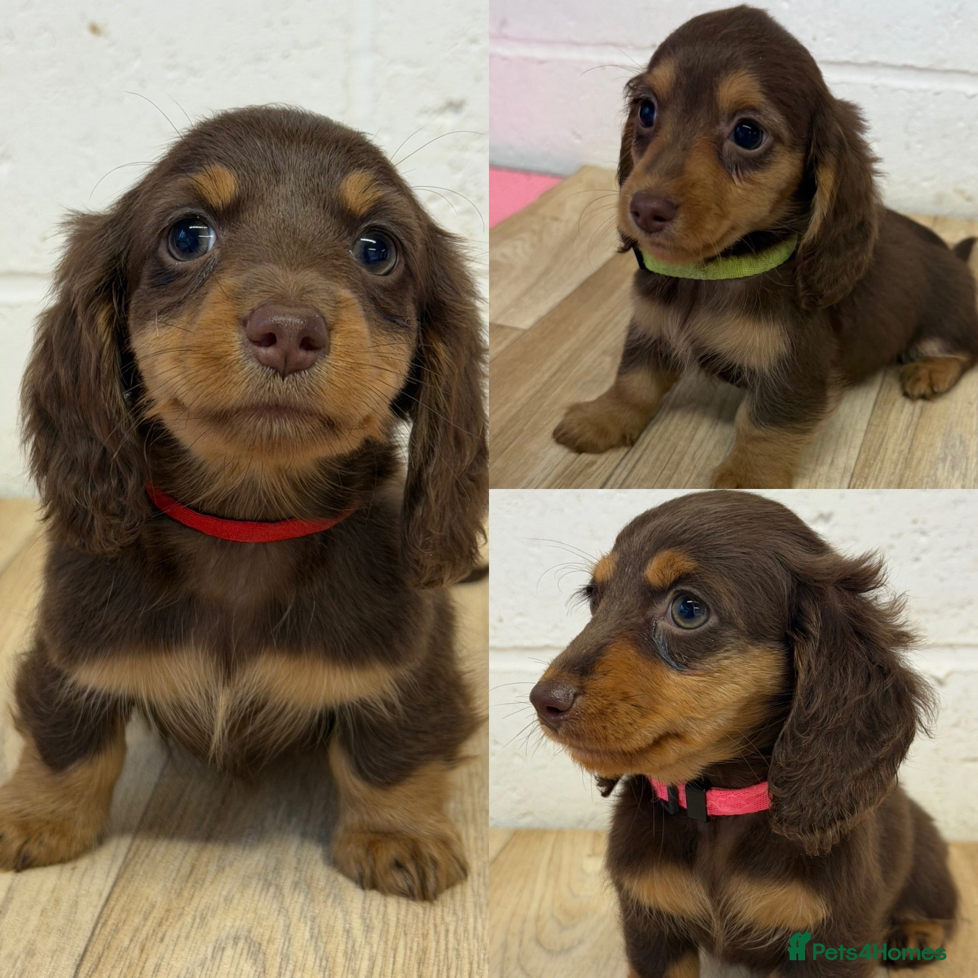 Miniature Dachshund dogs 3 GIRLS AVAILABLE KC REGISTERED  - Advert 6