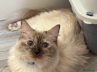 Ragdoll cats for sale: 14 month old female tortie ragdoll - Advert 1