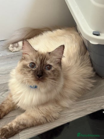 Ragdoll cats 14 month old female tortie ragdoll - Advert 1