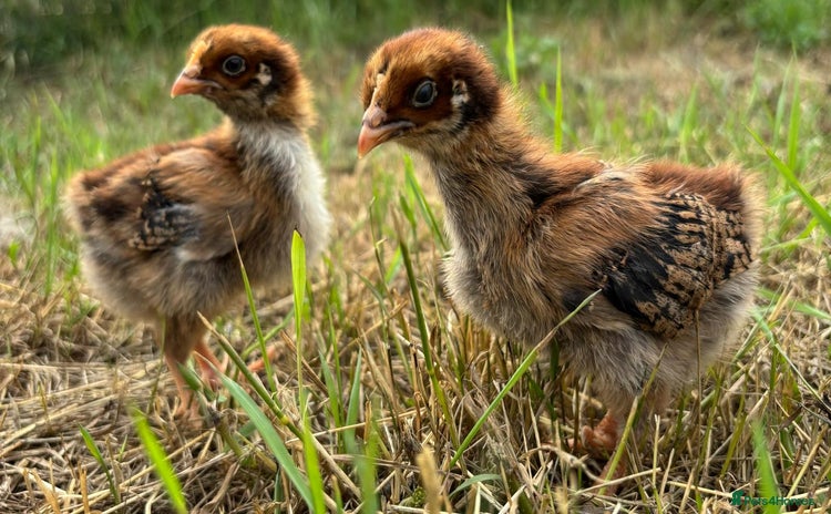 Chickens poultry - Advert 2