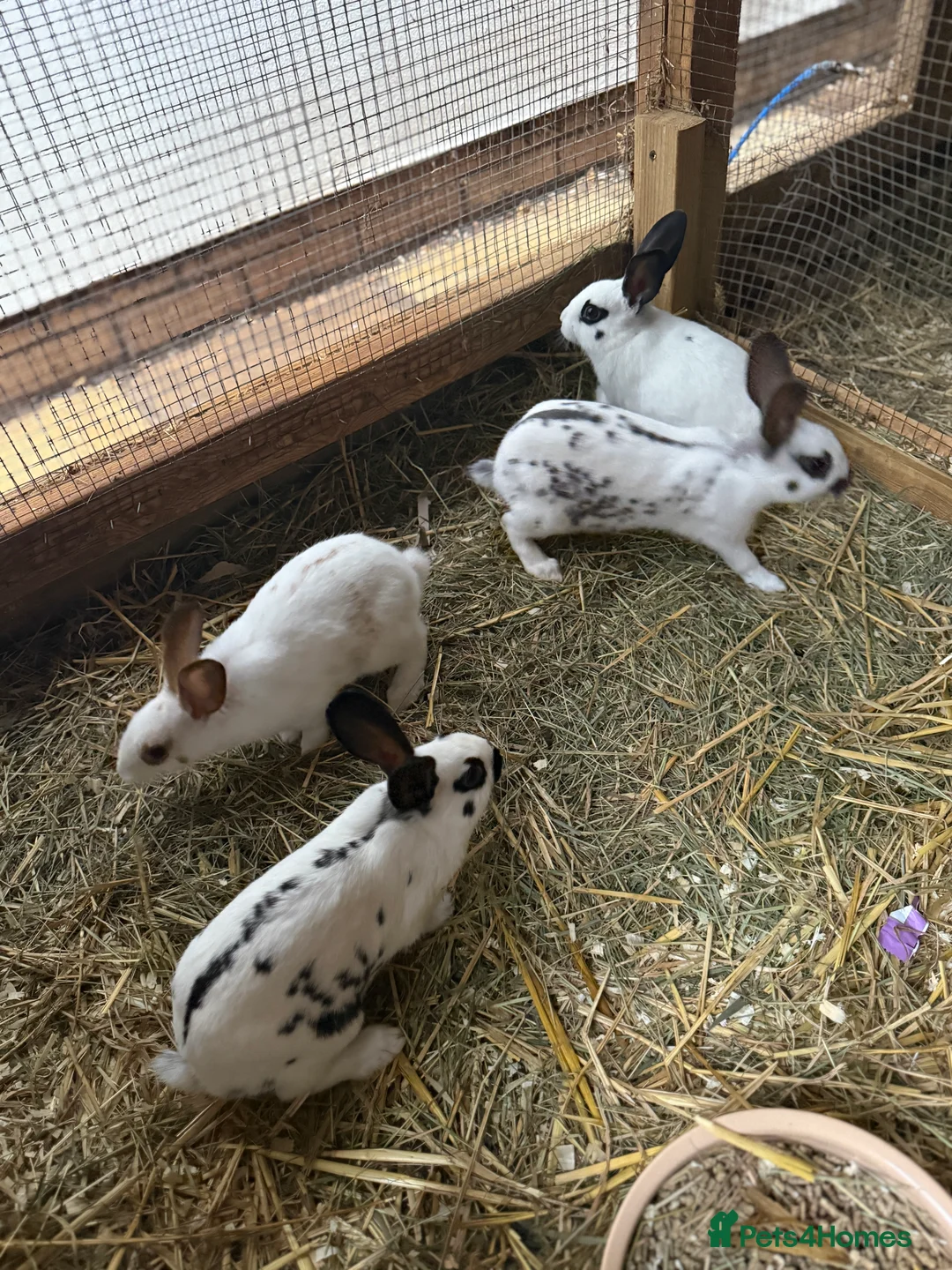 English Spot rabbits for sale: English spot kits ready now - Advert 16