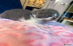 British Shorthair cats for sale: Pure British Shorthair Champion line 🥇🏆😻  - Image 20