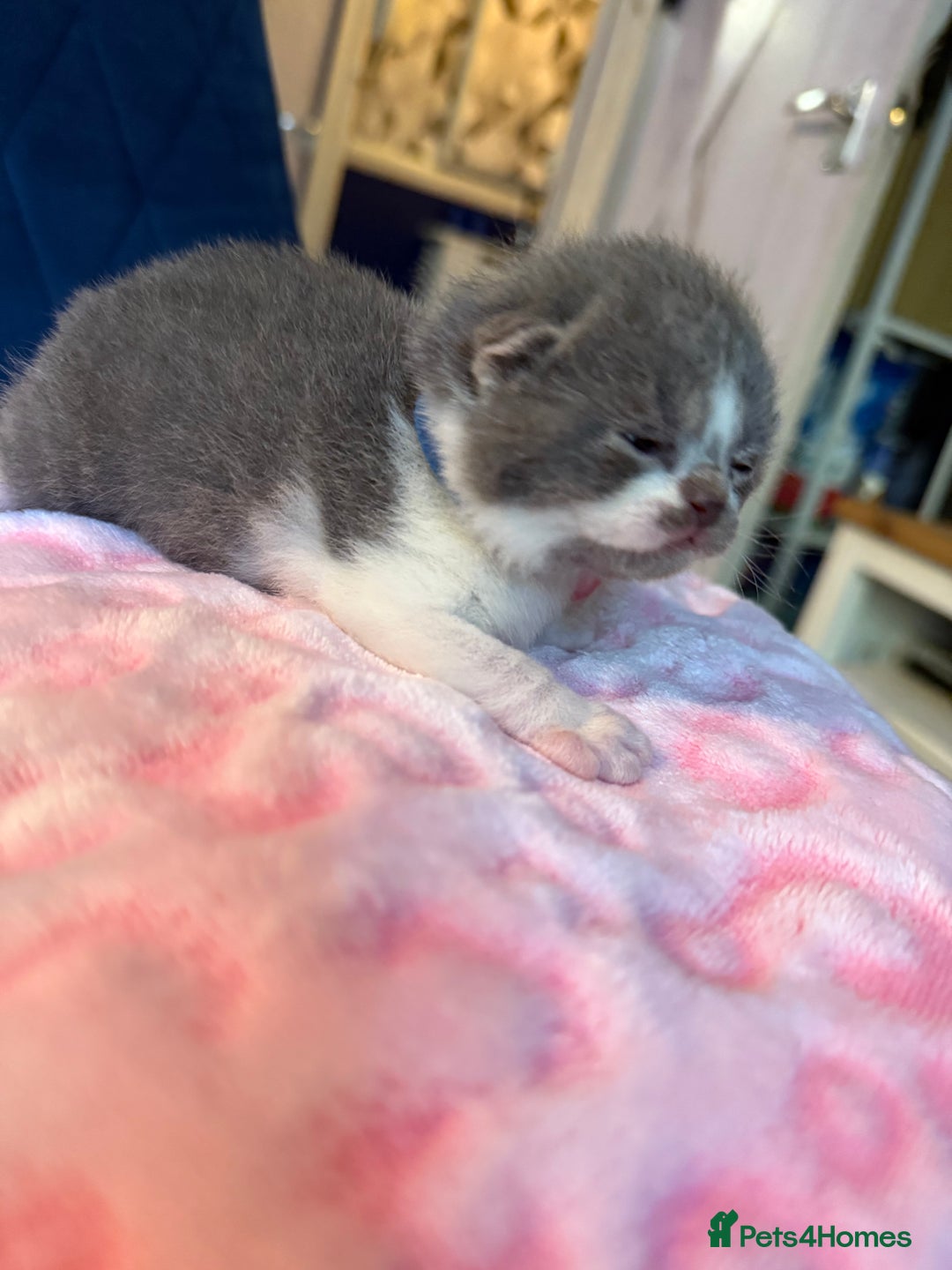 British Shorthair cats for sale: Pure British Shorthair Champion line 🥇🏆😻  - Image 20