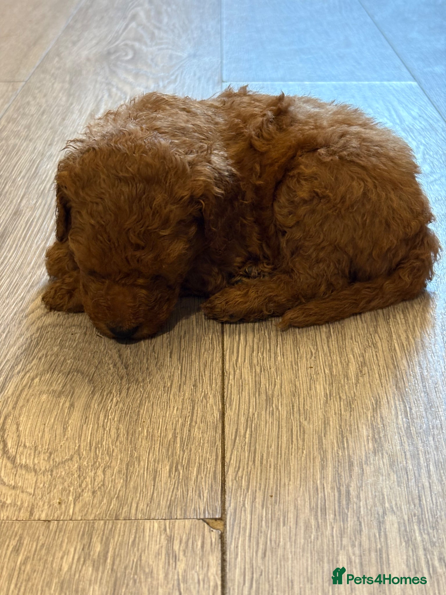 Goldendoodle dogs F1bb goldendoodle puppies  - Advert 2