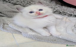 Ragdoll cats for sale: 6 beautiful pure Ragdoll  - Image 9