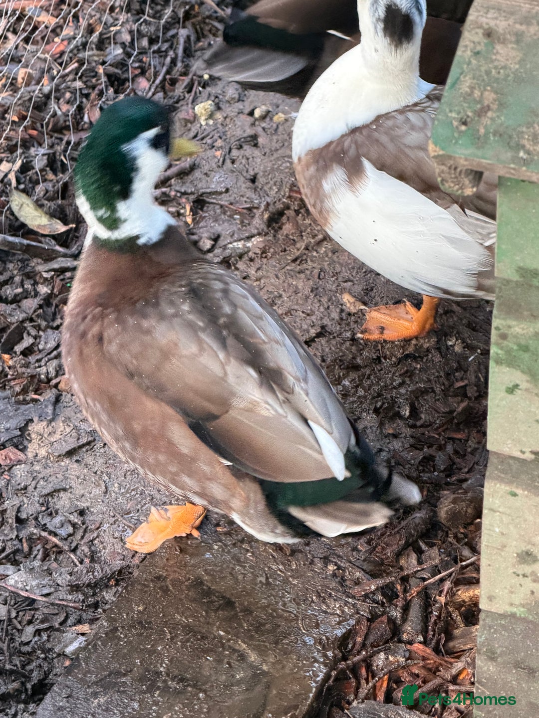 Ducks poultry for sale: Make grey call Duck - Advert 3