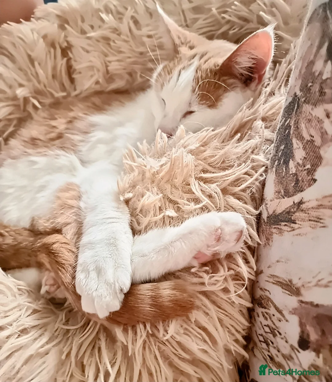 Mixed Breed cats for sale: Gorgeous boy - Advert 2