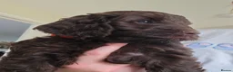 Cockapoo dogs for sale: Beautiful Chocolate Cockapoos  in Stafford - Advert 5