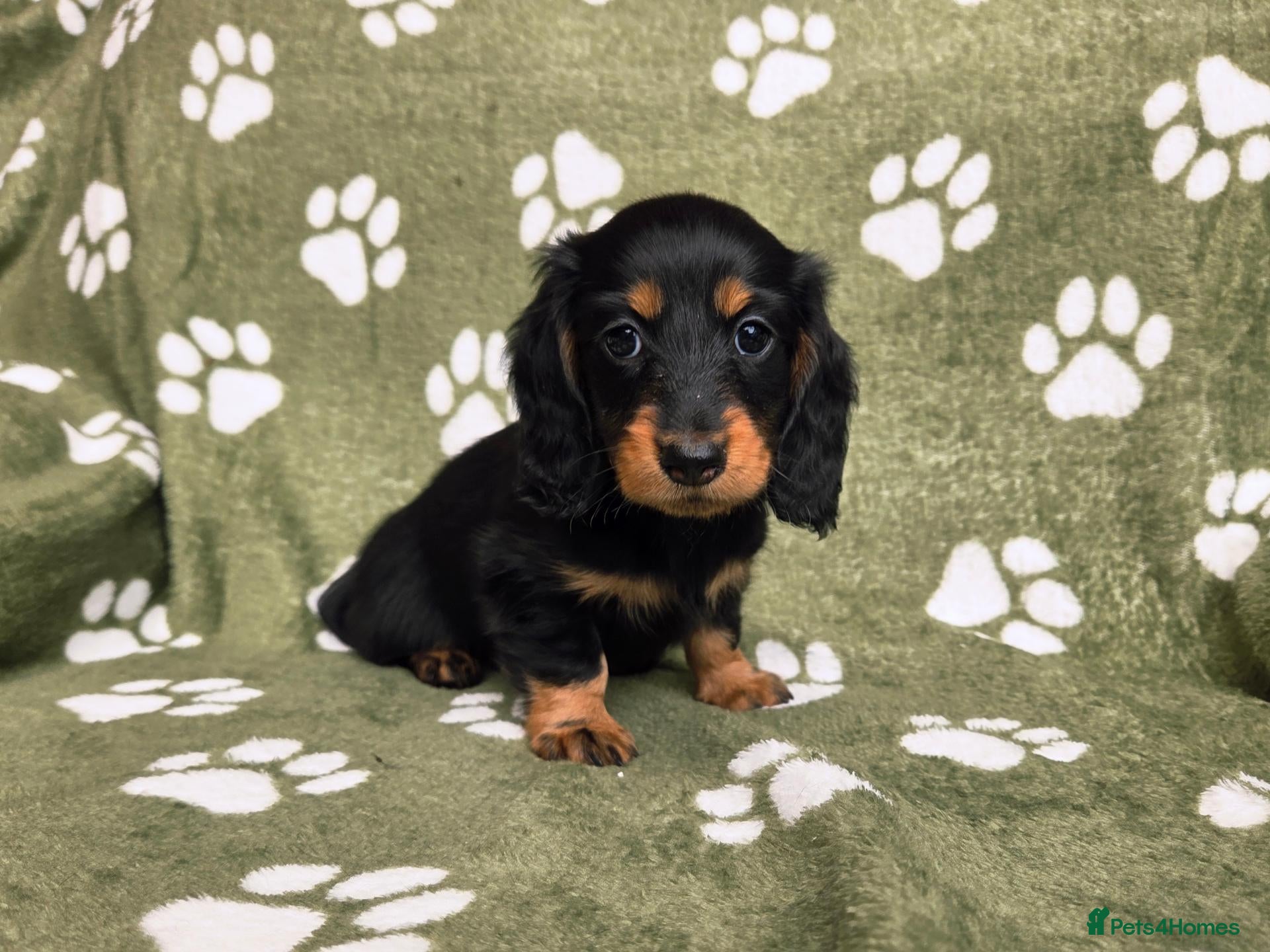 Miniature Dachshund dogs Stunning KC Registered Longhaired Mini Dachshunds - Advert 2