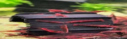 Shrimps fish for sale: X10 Red Cherry Shrimp Good Quality Grade - Advert 4