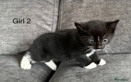 Domestic Shorthair cats for sale: Kittens - Image 7