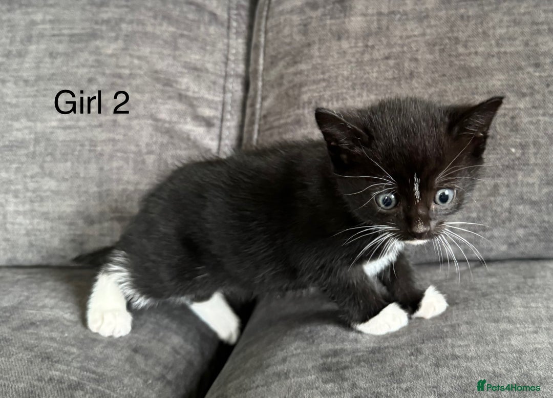 Domestic Shorthair cats for sale: Kittens - Image 7