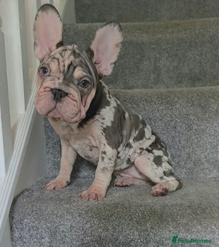 French Bulldog dogs 4 French Bulldog Pups left ready to leave  - Advert 2