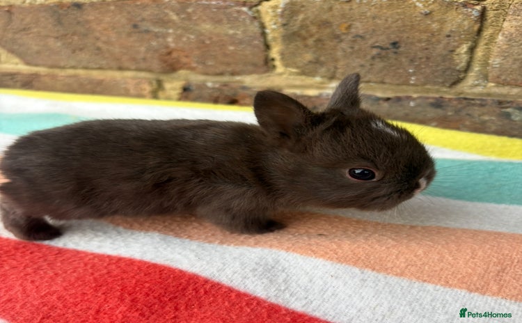 Netherland Dwarf rabbits - Advert 3