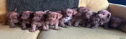 Labradoodle dogs for sale: Health tested F1 Labradoodle Puppies in Harrogate - Advert 8