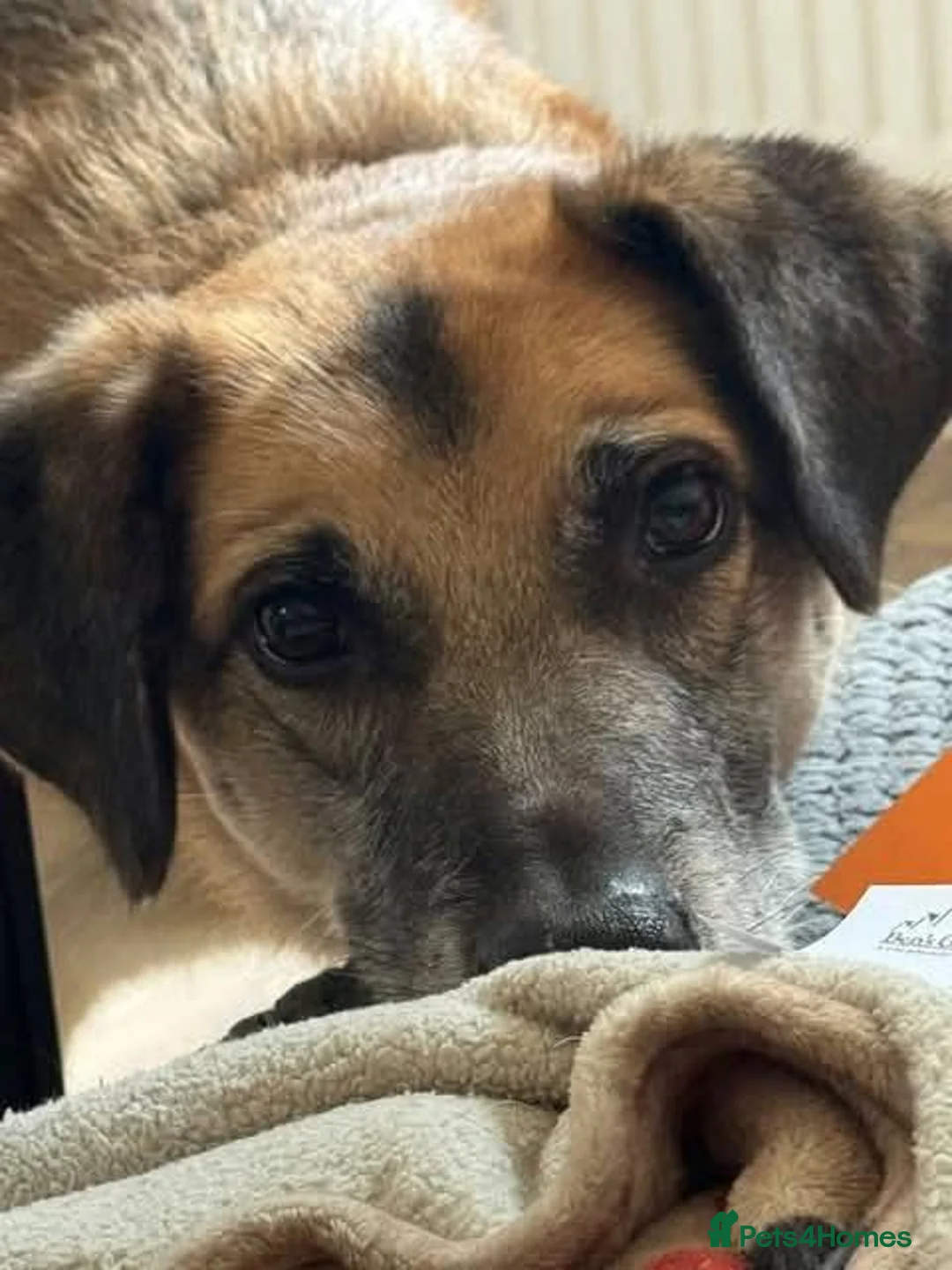 Mixed Breed dogs for adoption: Meet Wolfie and Rosie, currently residing in Kent in Gillingham - Advert 9