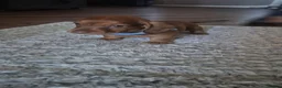 Miniature Dachshund dogs for sale: Miniature dachshund last boy red - Advert 3