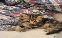 Mixed Breed cats for sale: Beautiful kittens for sale - Advert 7