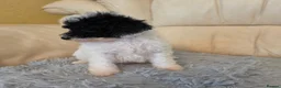 Toy Poodle dogs for sale: 🐩 Gorgeous Toy Poodle pups 🐩  - Advert 9
