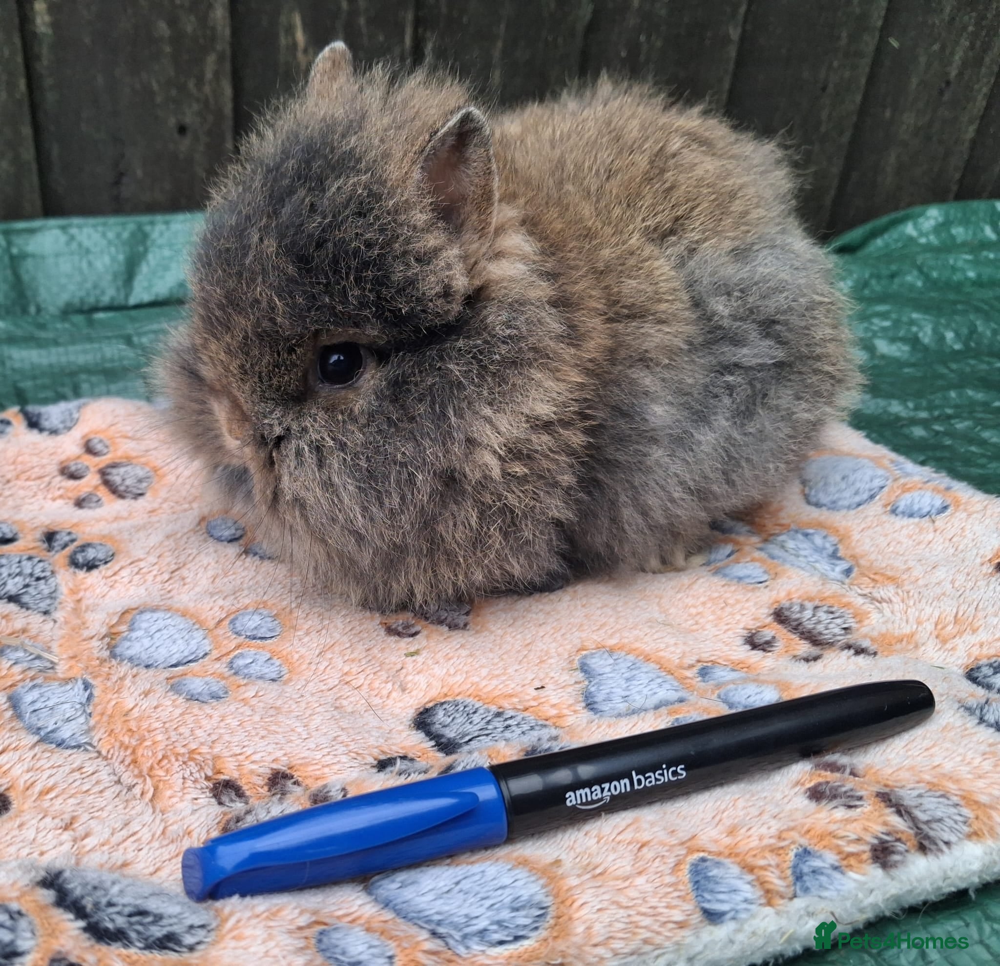 Mixed Breed rabbits Netherland Dwarf X Double Mane Lionhead rabbits  - Advert 16