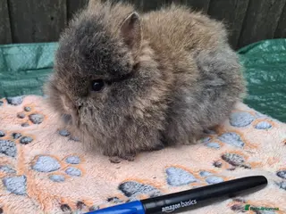 Mixed Breed rabbits Netherland Dwarf X Double Mane Lionhead rabbits - Advert 5