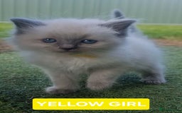 Ragdoll cats for sale: Healthy fluffy Ragdolls for sale - Image 6