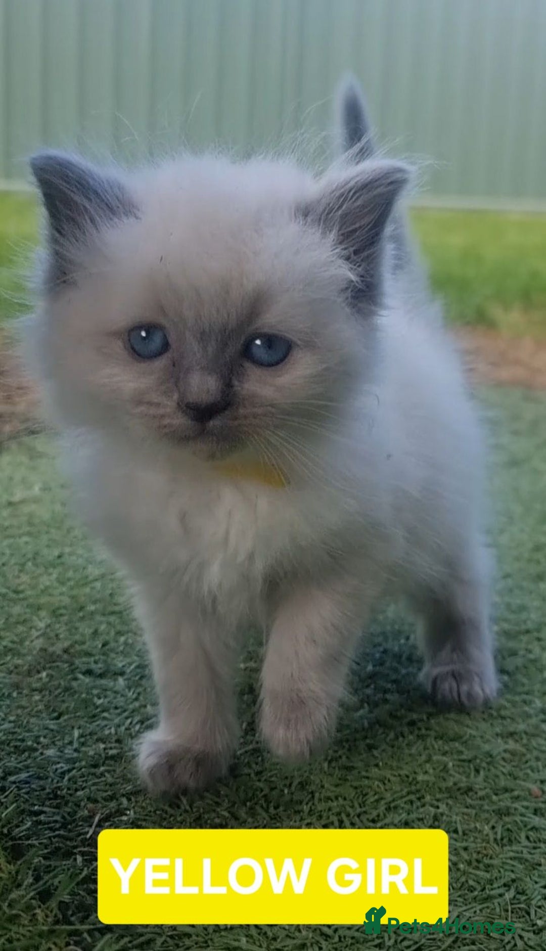 Ragdoll cats for sale: Healthy fluffy Ragdolls for sale - Image 6