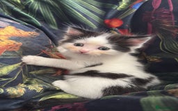 Mixed Breed cats for sale: White and black kittens - Image 12