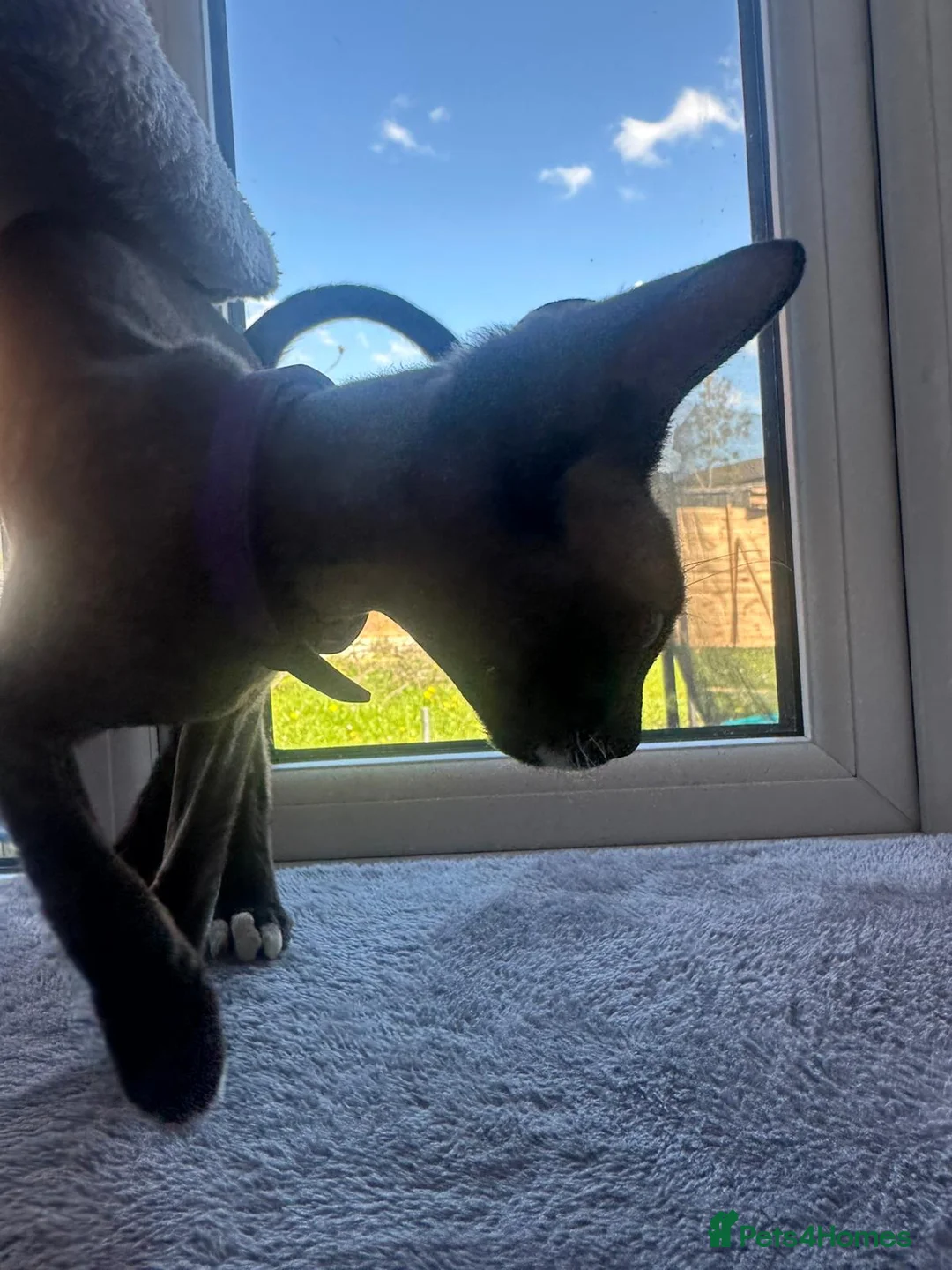 Sphynx cats for sale: Sphynx - Advert 2