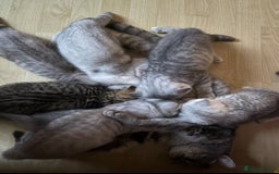 British Shorthair cats for sale: Pedigree|Champion Lines|GCCF Registered| - Image 33