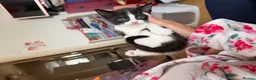 Siamese cats for sale: Siamese Mum Ragdoll±Bengal Dad Blue eyed kittens - Advert 14