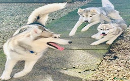 Siberian Husky dogs for sale: Beautiful Siberian Husky - Image 5