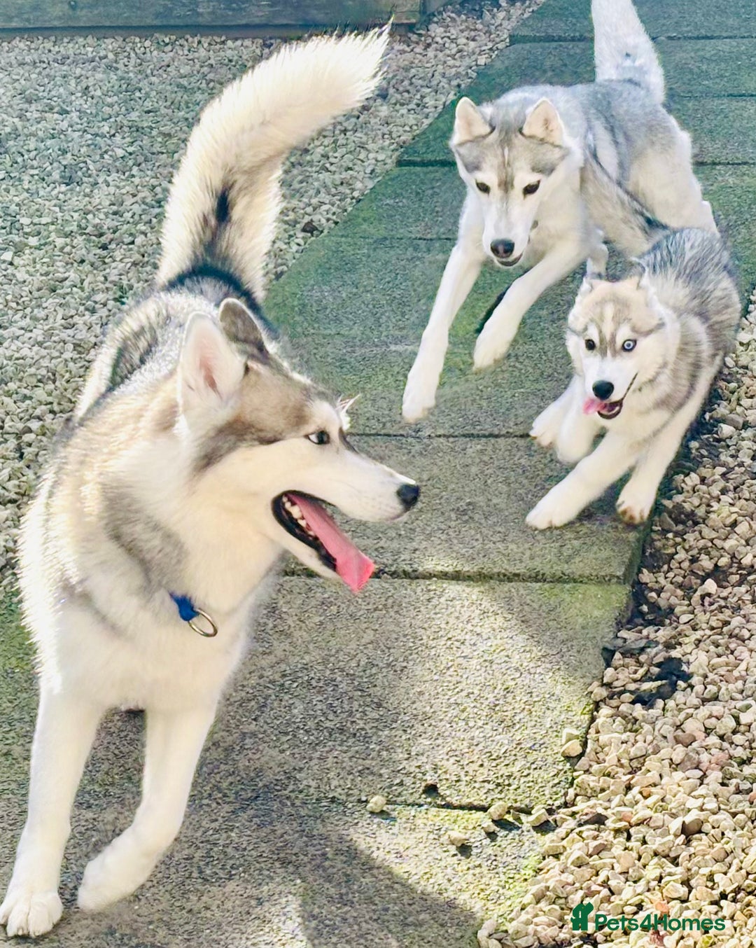 Siberian Husky dogs for sale: Beautiful Siberian Husky - Image 5
