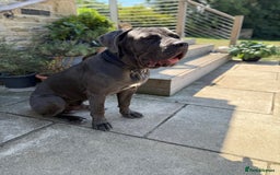 Cane Corso dogs for sale: Lovable Cane Corso - Image 2